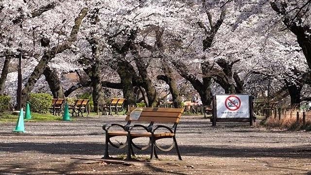 影片 静靜地享受賞花東京的井之頭公園 Jp Home Com